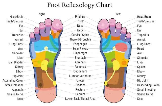 t rreflexology foot chart